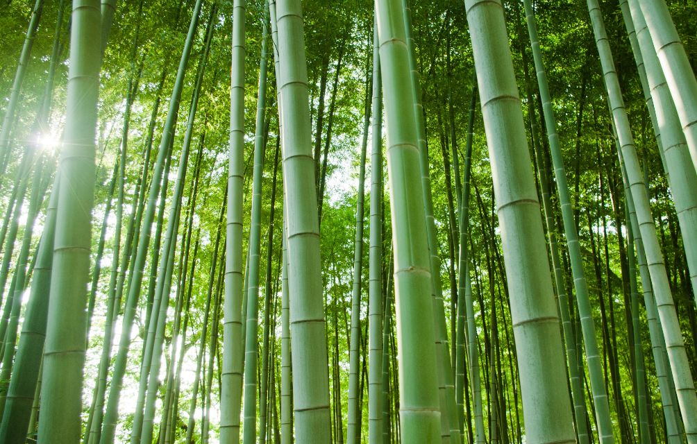 竹林の活用・メンテナンス保全